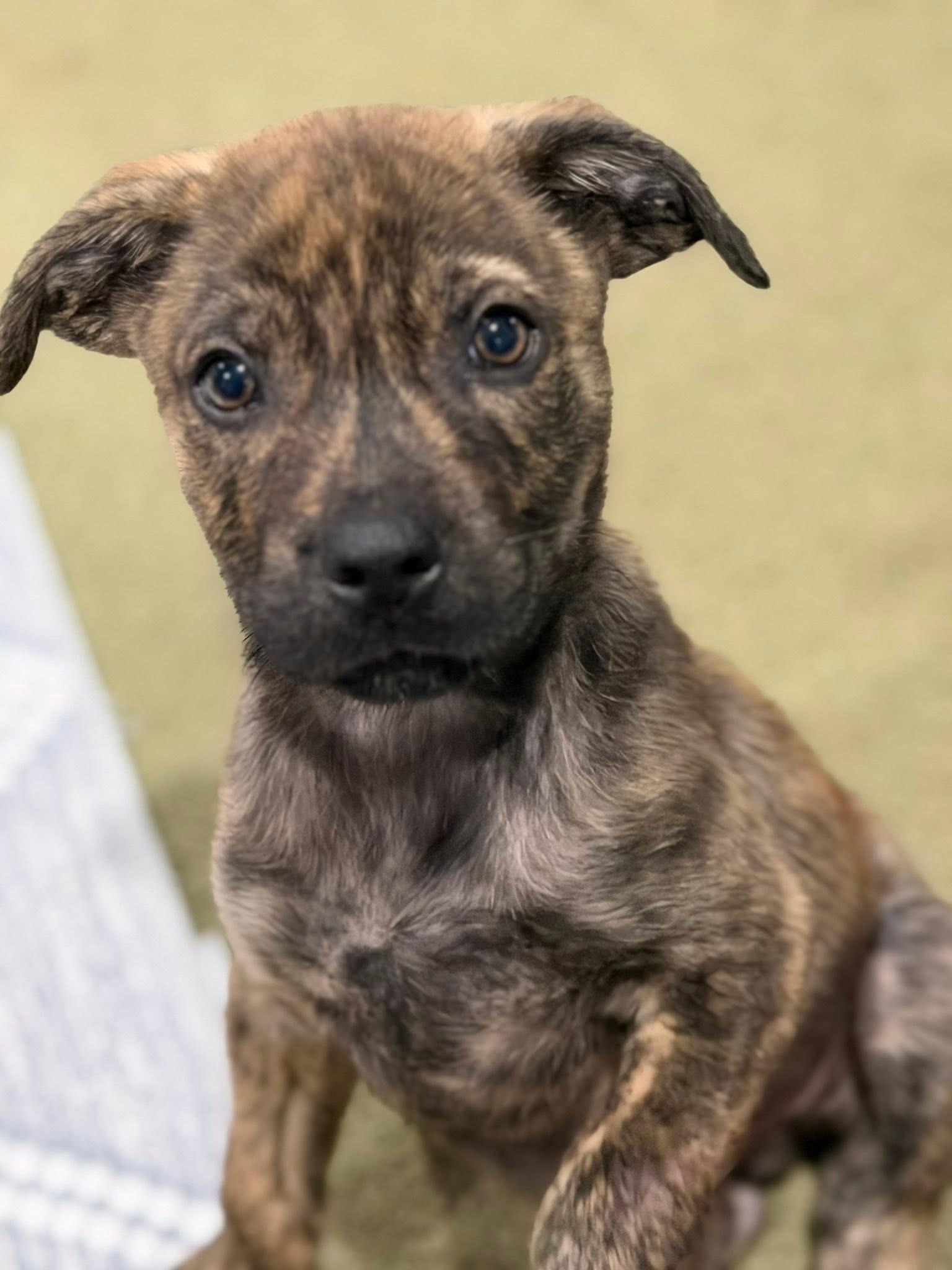 Tide, an adopted mixed breed in Seville, OH image 4/6