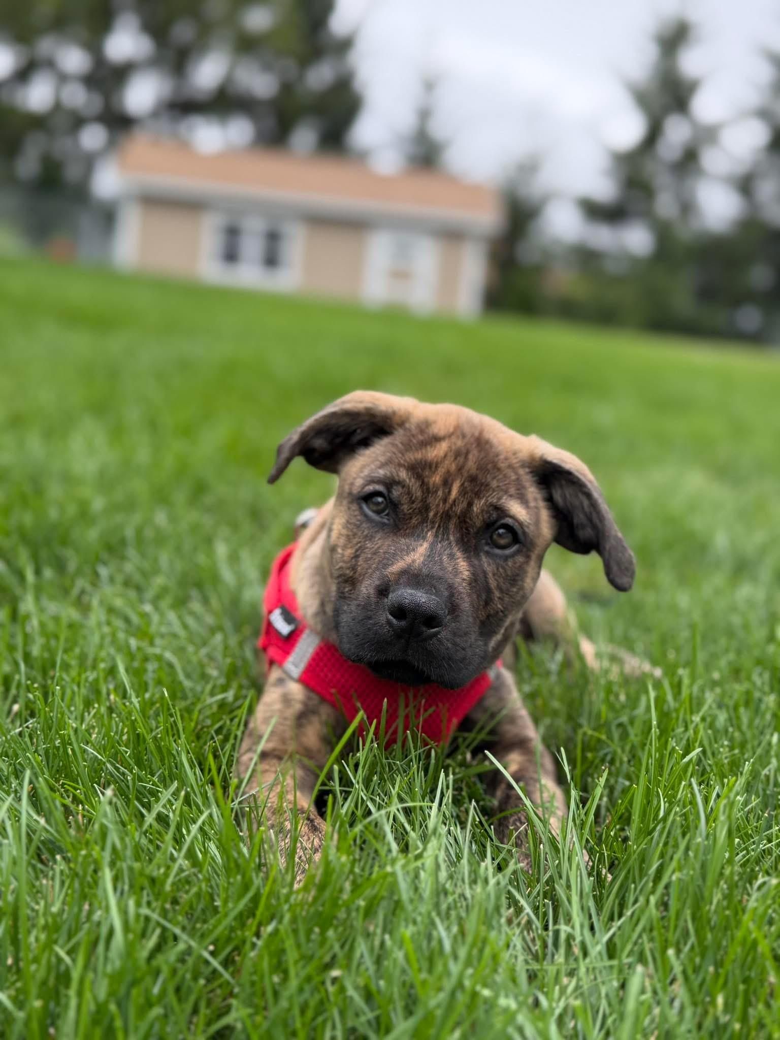 Tide, adopted, Puppy Male Great Pyrenees & Pit Bull Terrier.