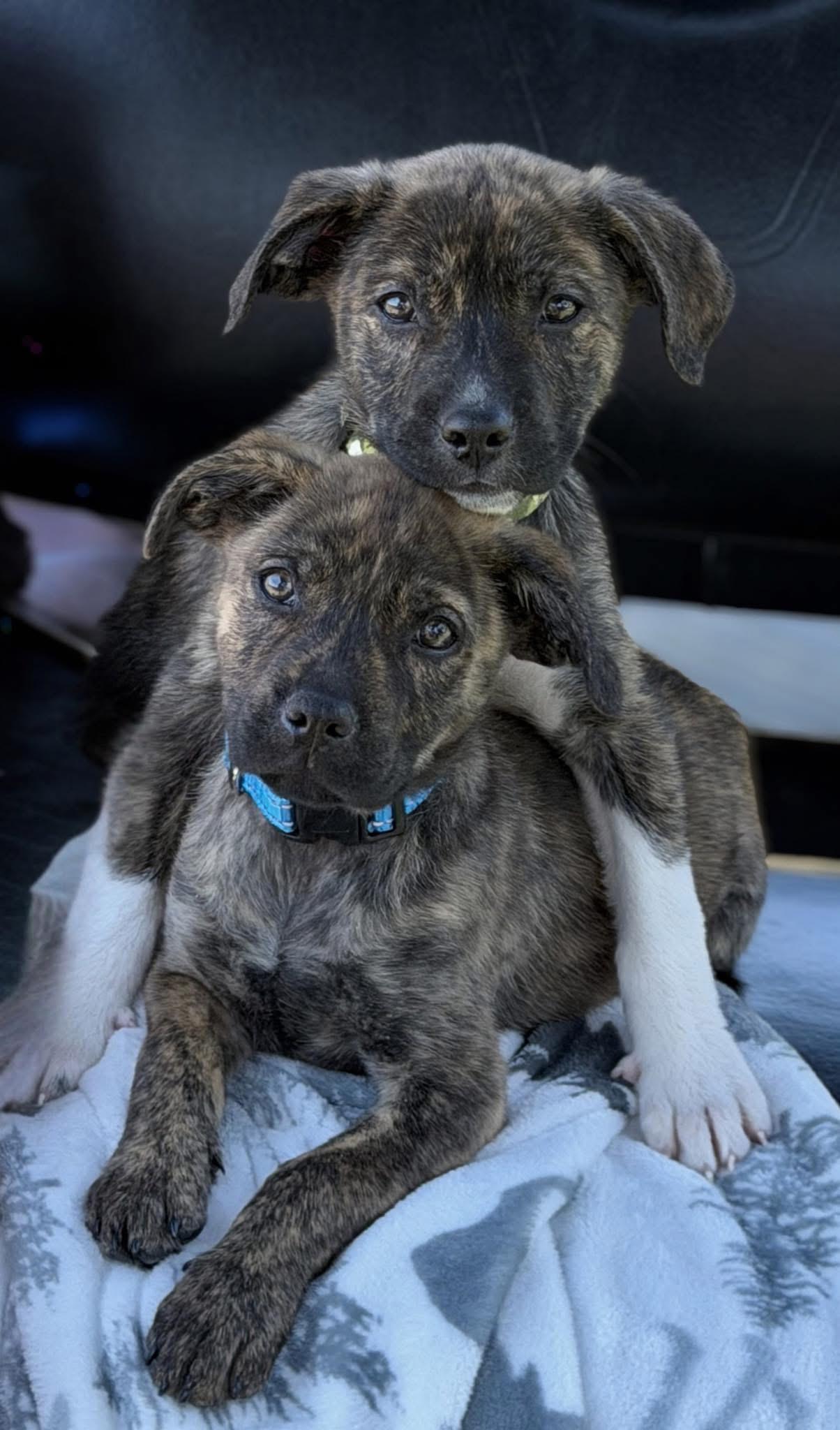 Tide, an adopted mixed breed in Seville, OH image 2/6