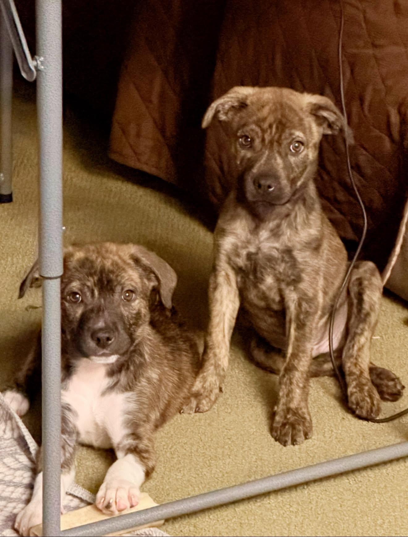 Tide, an adopted mixed breed in Seville, OH image 5/6