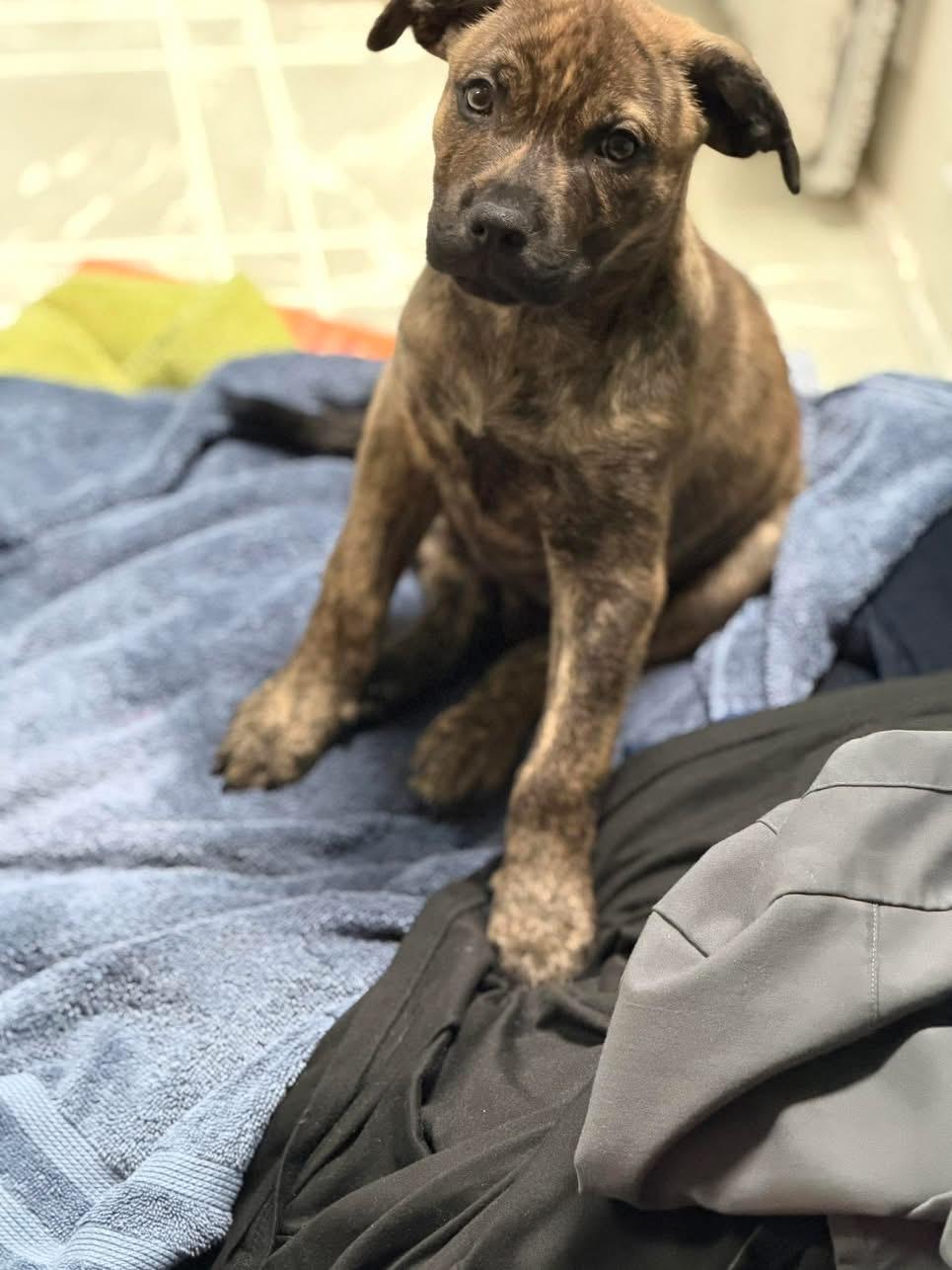 Tide, an adopted mixed breed in Seville, OH image 6/6
