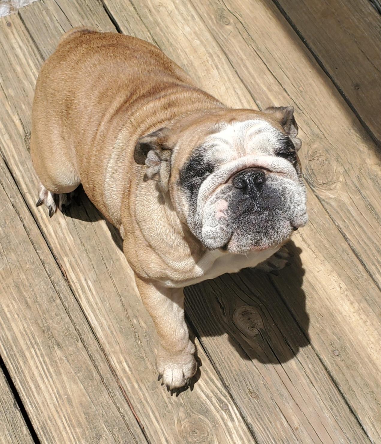 Enlarge Sissy, a Adopted English Bulldog in Kinsey, AL image 1/3