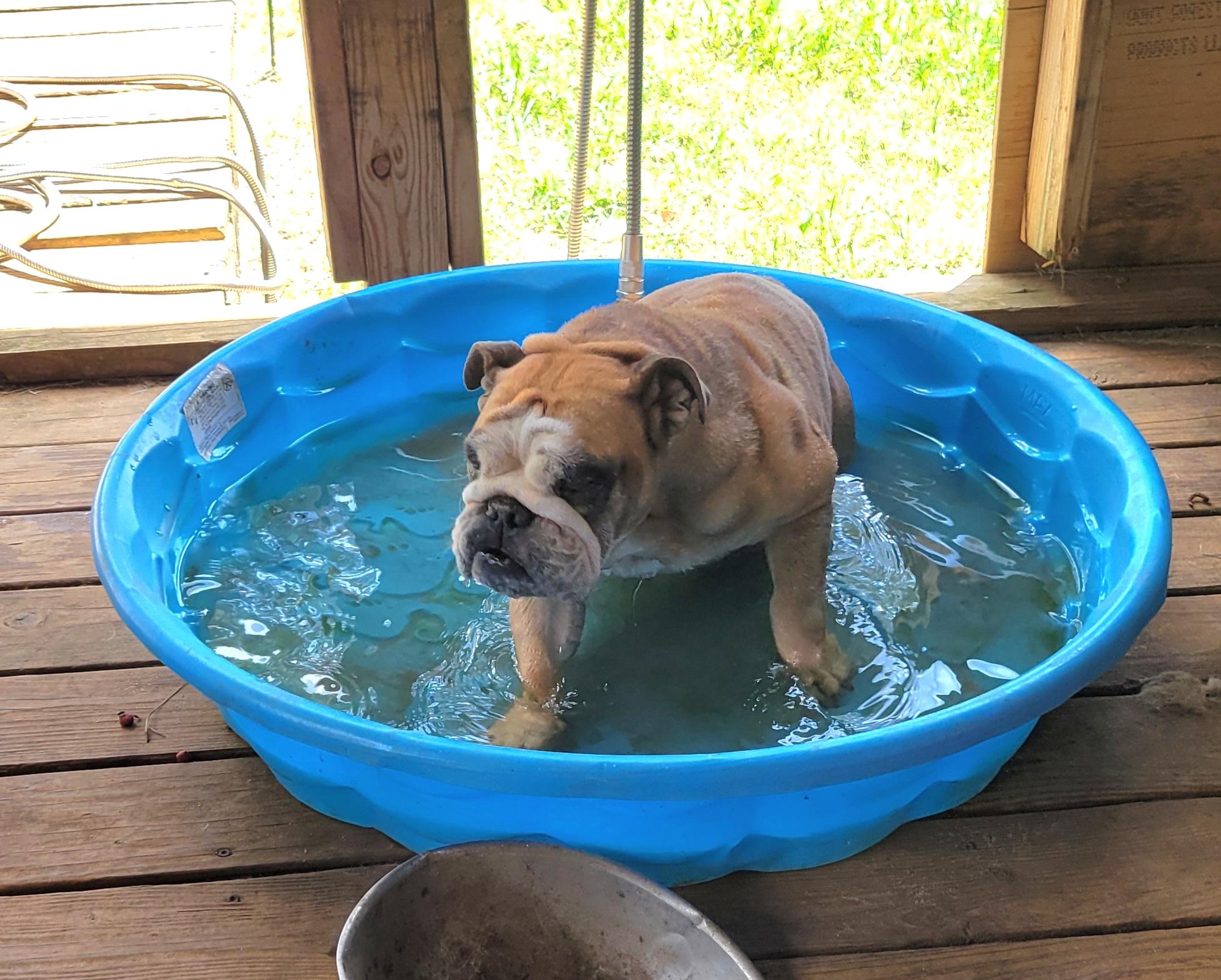 Enlarge Sissy, a Adopted English Bulldog in Kinsey, AL image 2/3