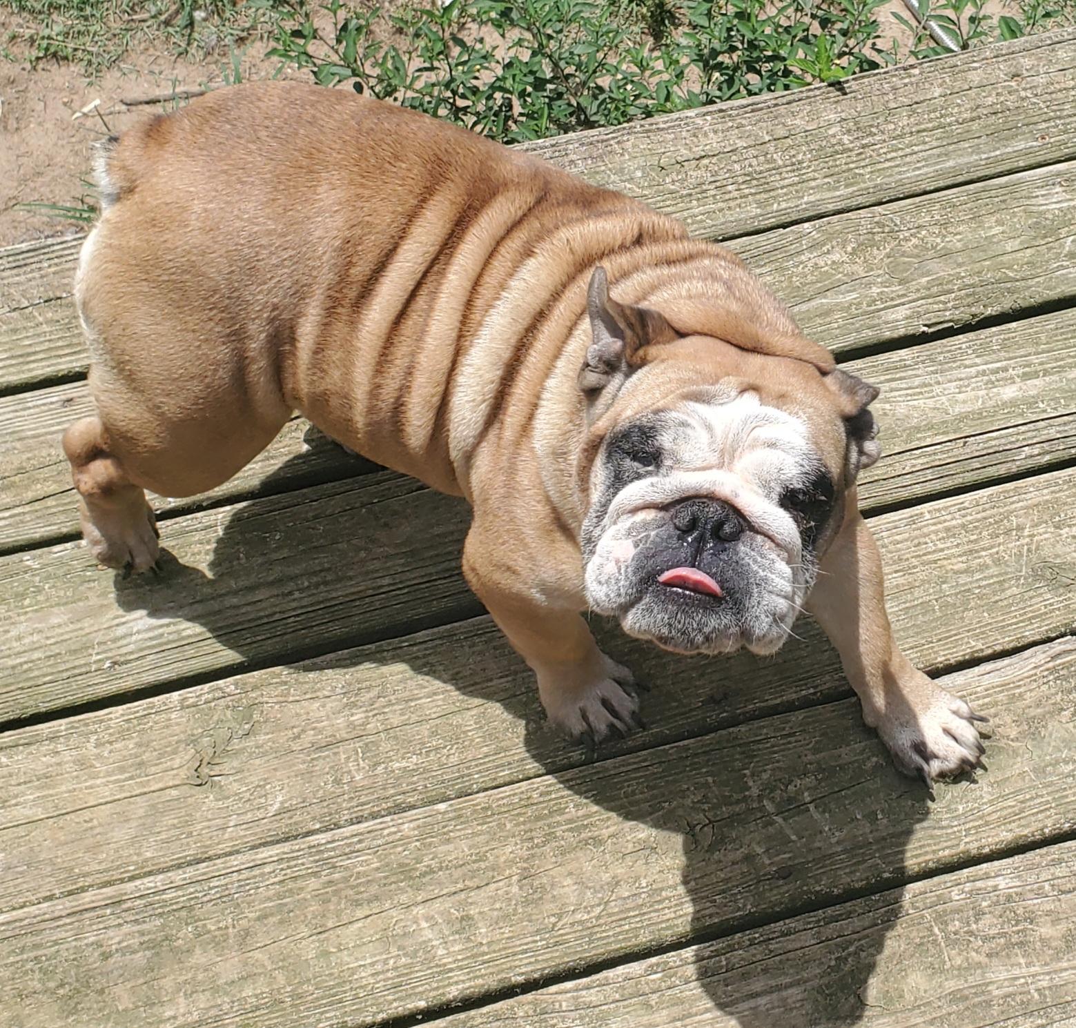 Enlarge Sissy, a Adopted English Bulldog in Kinsey, AL image 3/3