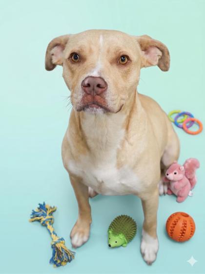 Keaton (HW+) - SPONSORED, Adoptable, Adult Male Pit Bull Terrier & Mixed Breed.