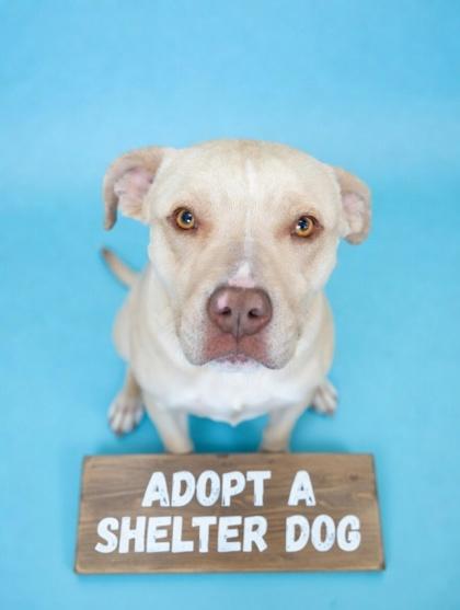 Enlarge Keaton ~ HW+, a Adoptable mixed breed in Bowling Green, KY image 2/2