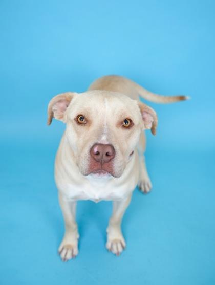 Enlarge Keaton (HW+) - SPONSORED, a Adoptable mixed breed in Bowling Green, KY image 3/3