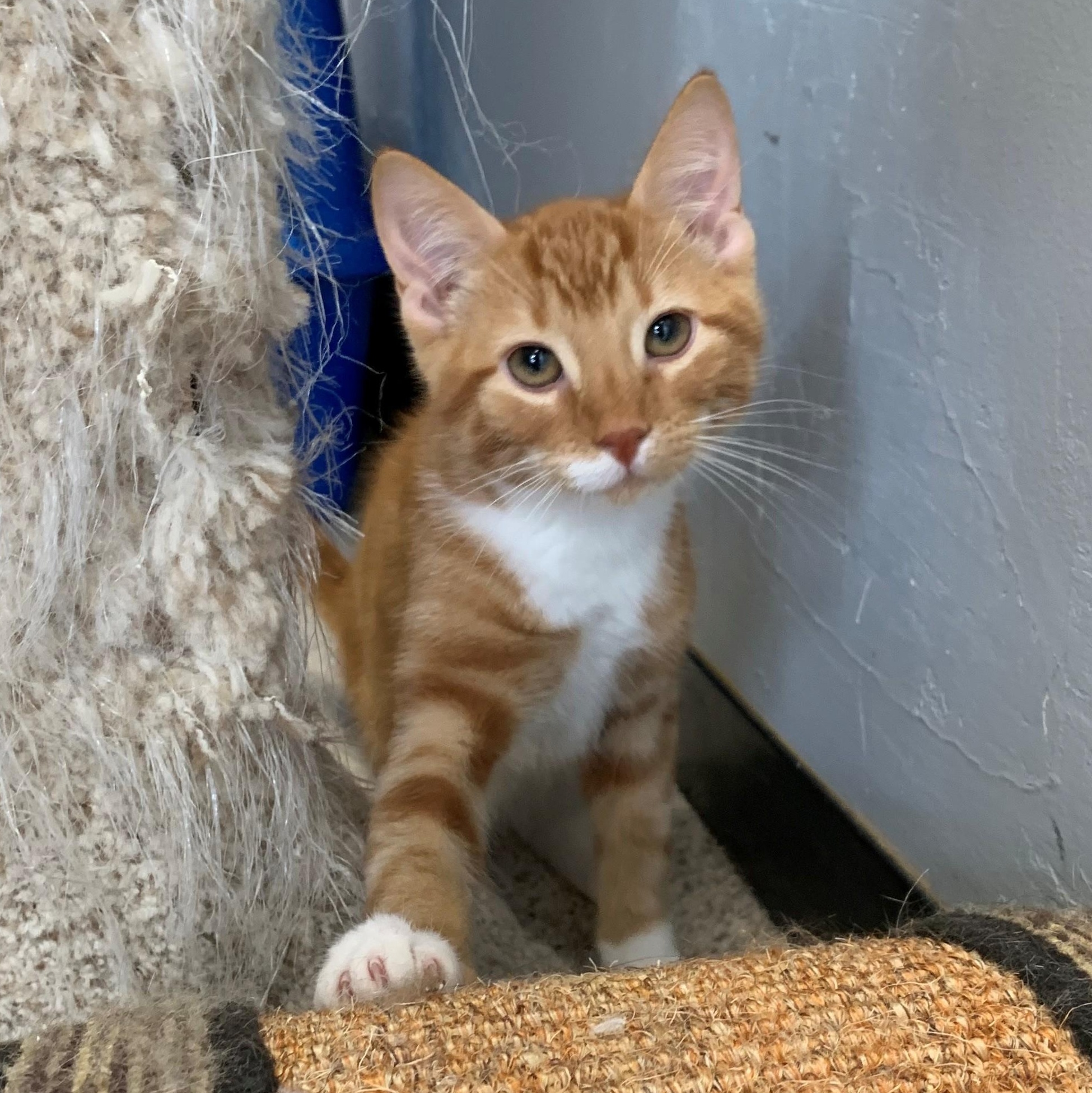 Ludo, a Adoptable Domestic Short Hair in Brooks, AB image 2/4