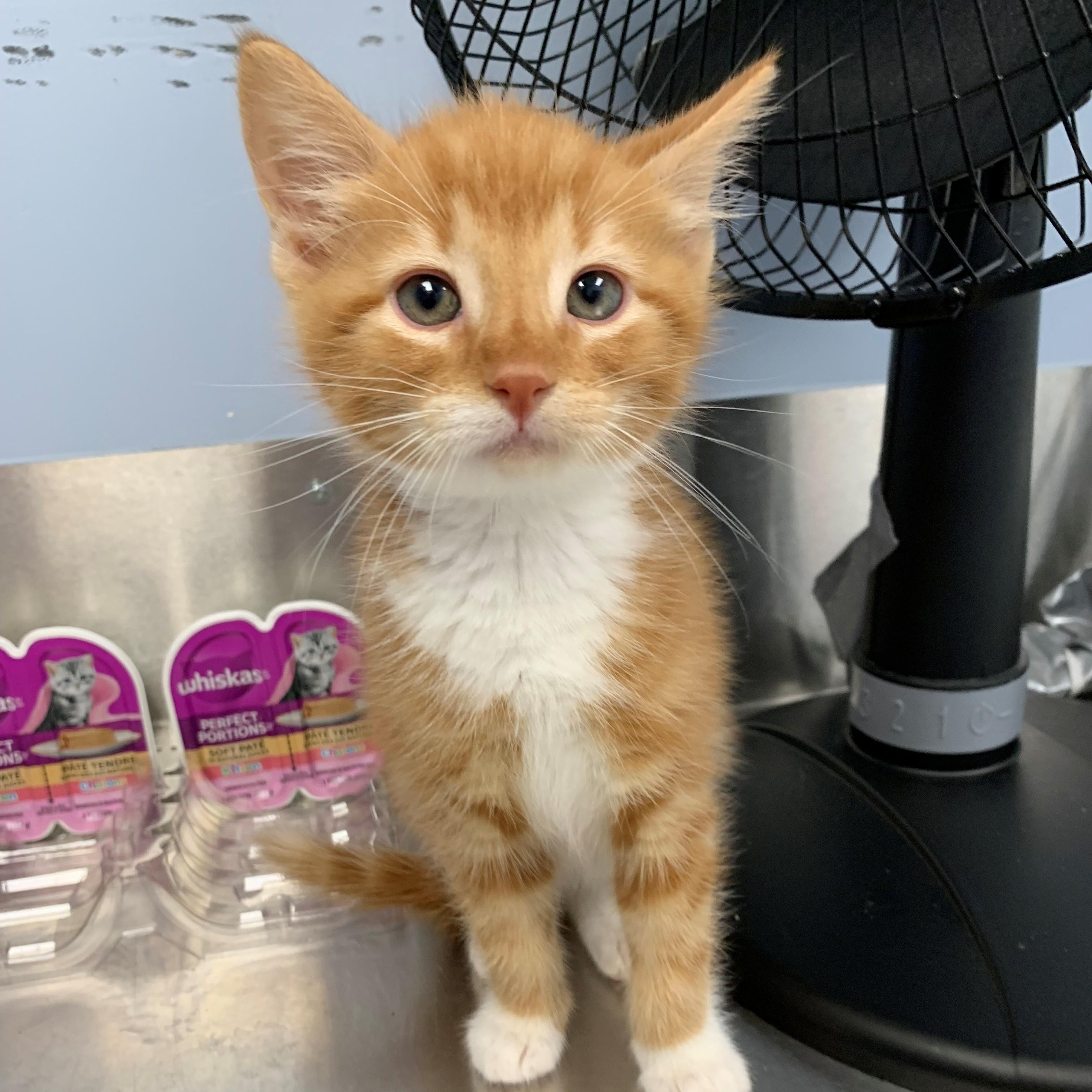 Ludo, a Adoptable Domestic Short Hair in Brooks, AB image 4/4