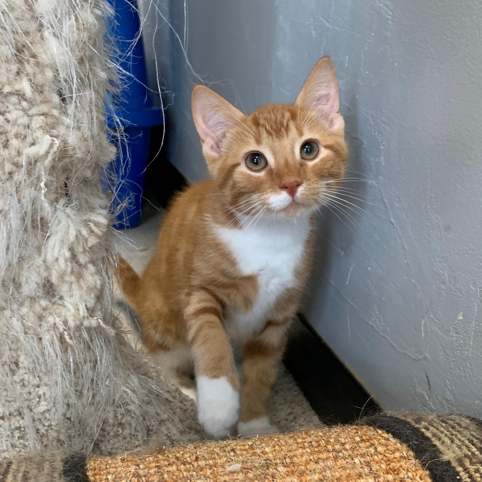 Ludo, a Adoptable Domestic Short Hair in Brooks, AB image 3/4