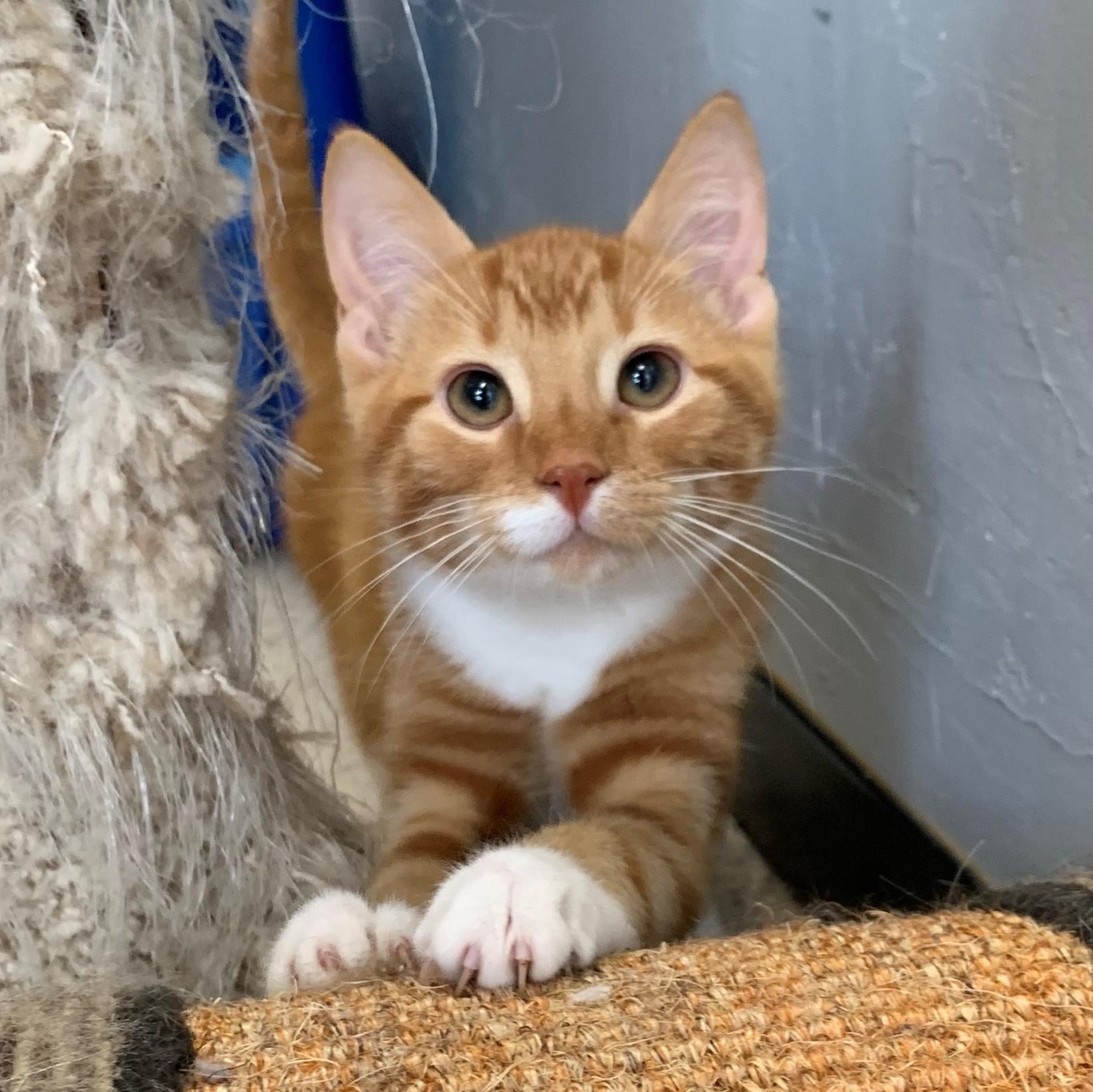 Ludo, a Adoptable Domestic Short Hair in Brooks, AB image 1/4