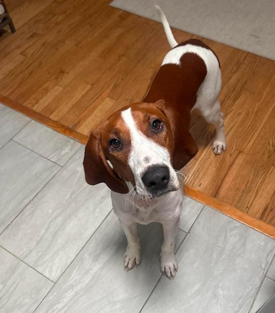 Gunner, Adoptable, Adult Male Redbone Coonhound.