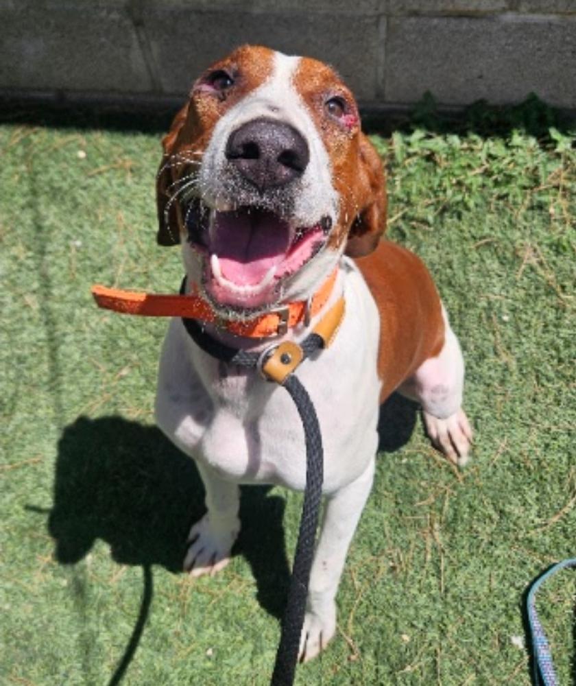Enlarge Gunner, a Adoptable mixed breed in Sedalia, CO image 2/6