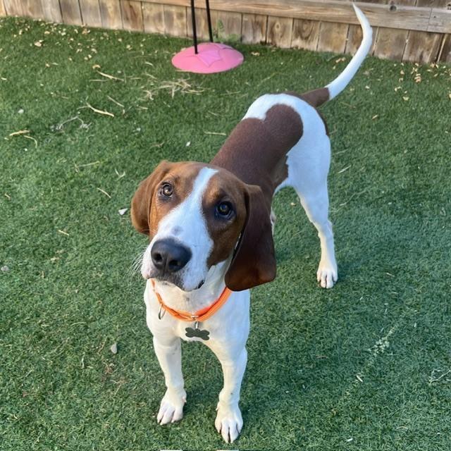 Gunner, Adoptable, Adult Male Redbone Coonhound.