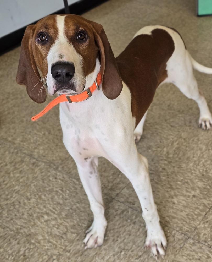 Enlarge Gunner, a Adoptable mixed breed in Sedalia, CO image 3/6