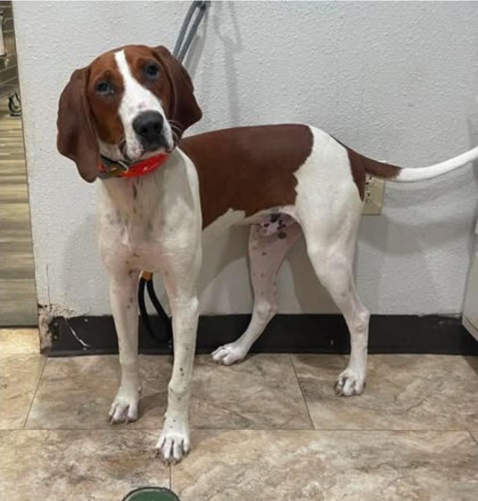 Enlarge Gunner, a Adoptable mixed breed in Sedalia, CO image 4/6