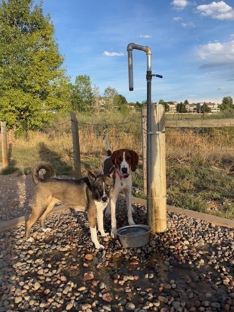 Enlarge Gunner, a Adoptable mixed breed in Sedalia, CO image 2/6