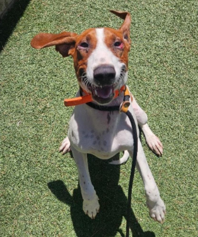 Enlarge Gunner, a Adoptable mixed breed in Sedalia, CO image 5/6