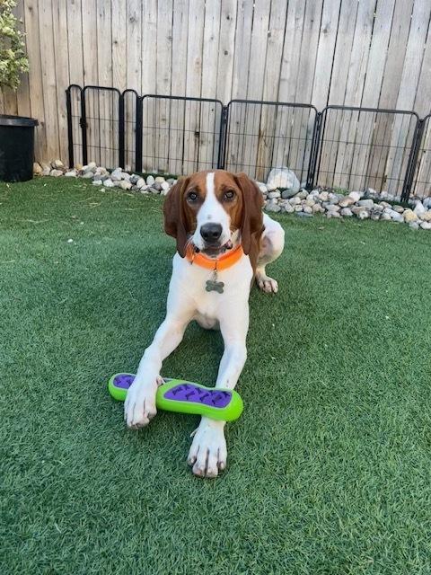 Enlarge Gunner, a Adoptable mixed breed in Sedalia, CO image 6/6