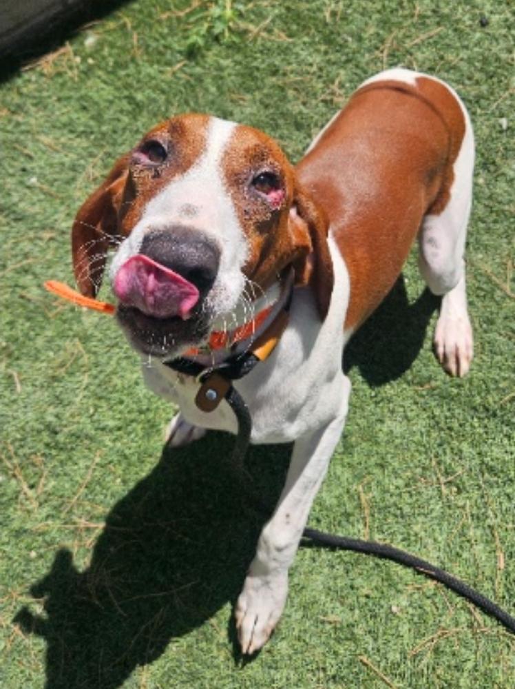 Enlarge Gunner, a Adoptable mixed breed in Sedalia, CO image 6/6