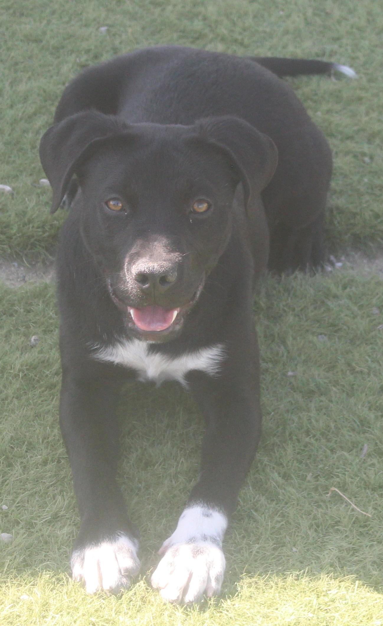 Enlarge DYLAN (AVAILABLE 3/24/26)*, a ADOPTABLE mixed breed in Wasco, CA image 4/5