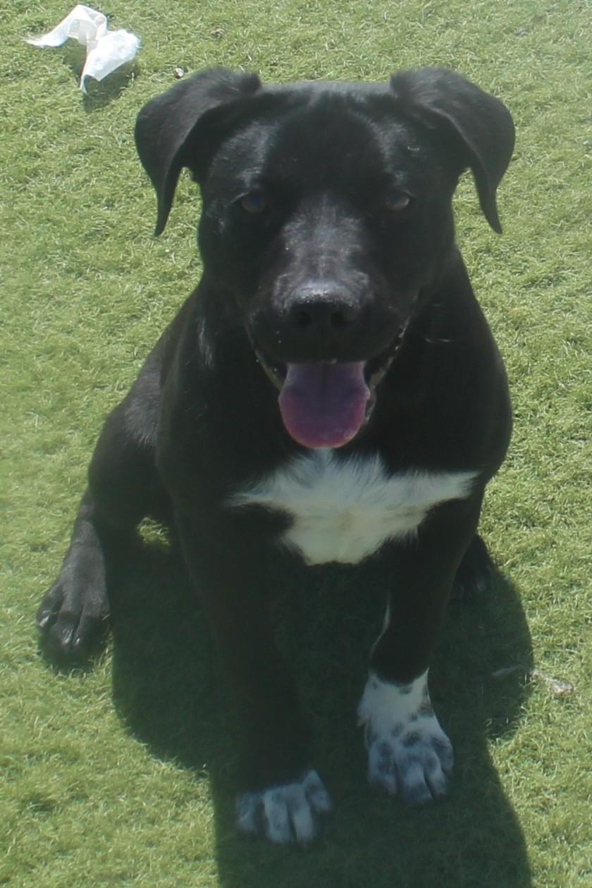 Enlarge DYLAN (AVAILABLE 3/24/26)*, a ADOPTABLE mixed breed in Wasco, CA image 3/5