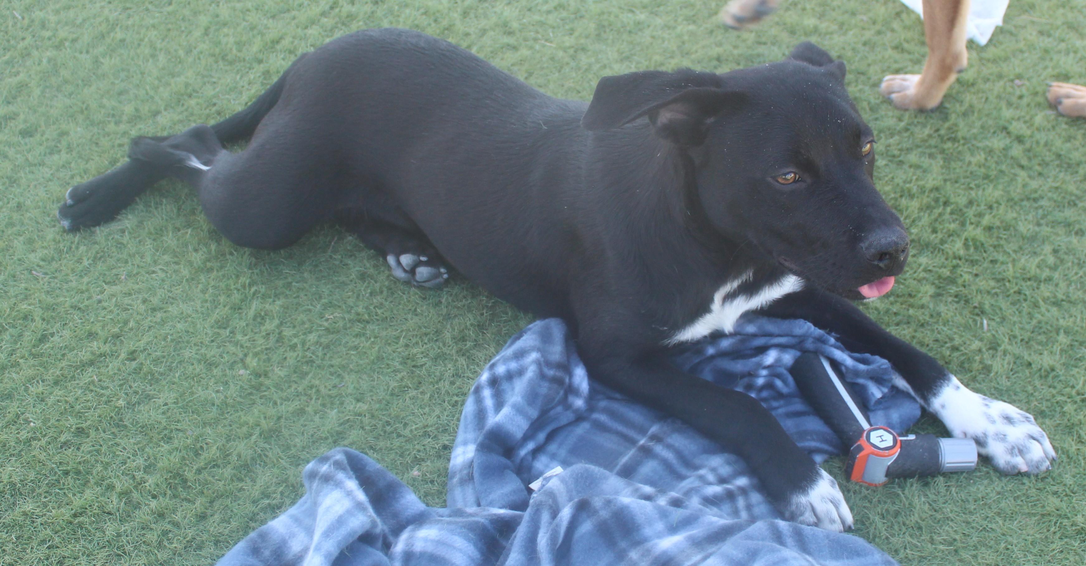 Enlarge DYLAN (AVAILABLE 3/24/26)*, a ADOPTABLE mixed breed in Wasco, CA image 1/5
