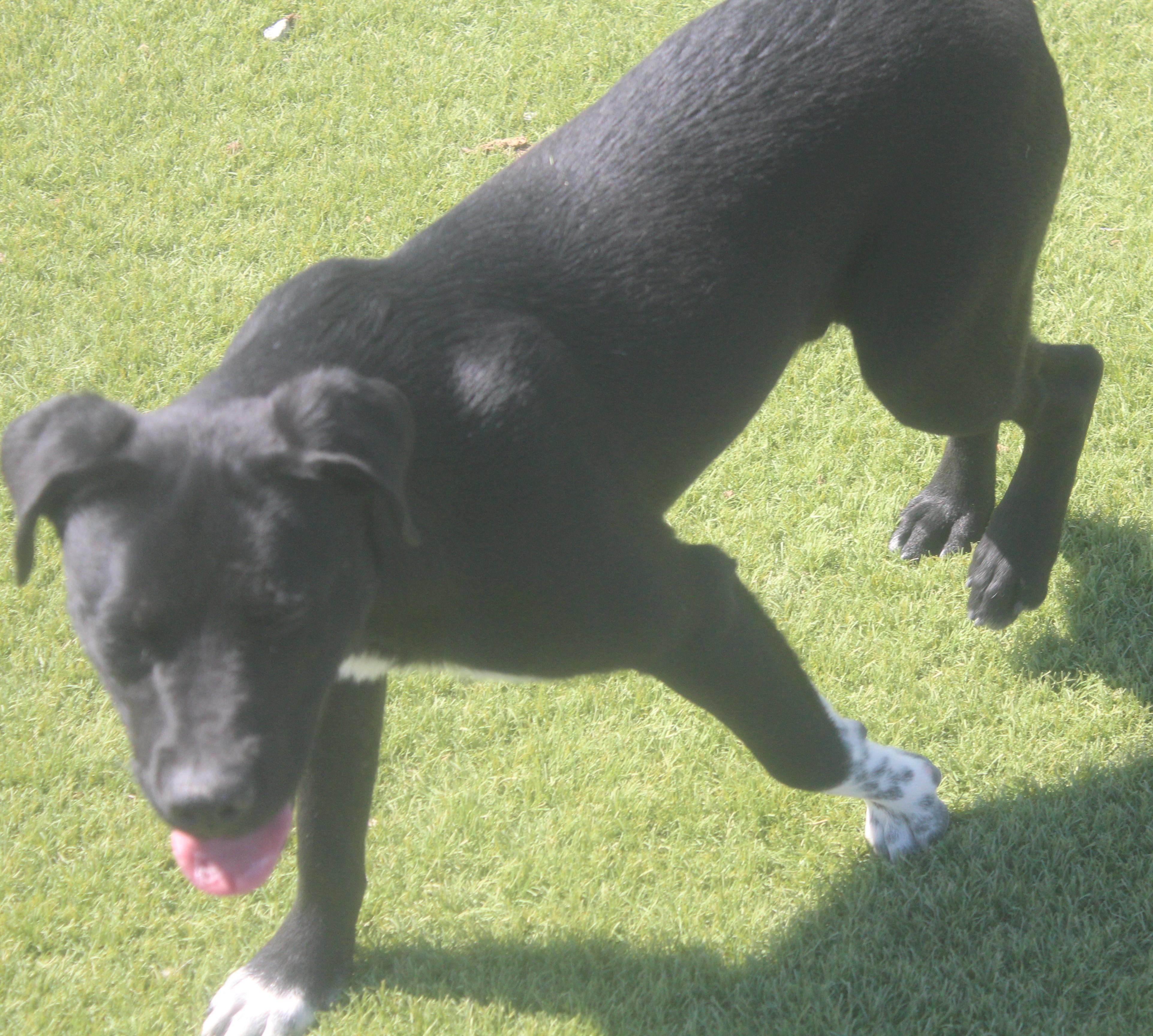 Enlarge DYLAN (AVAILABLE 3/24/26)*, a ADOPTABLE mixed breed in Wasco, CA image 2/5