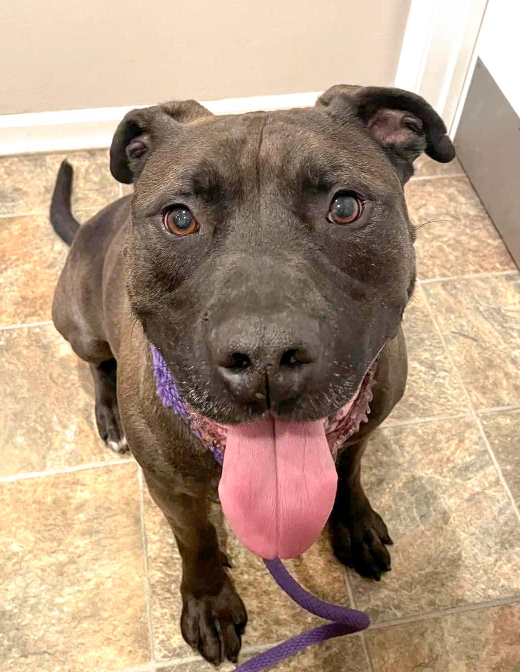 TATO- Needs foster/forever home!, a Adoptable mixed breed in Birmingham, MI image 1/5