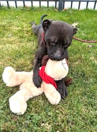 TATO- Needs foster/forever home!, a Adoptable mixed breed in Birmingham, MI image 3/5