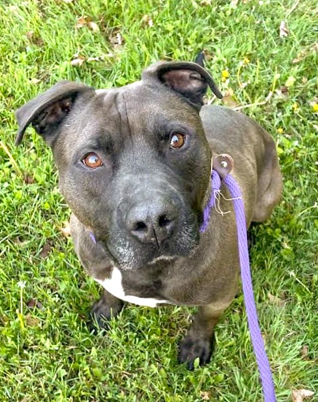 TATO- Needs foster/forever home!, a Adoptable mixed breed in Birmingham, MI image 5/5