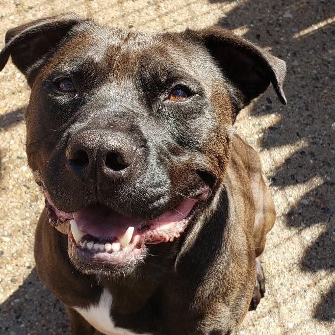 TATO- Needs foster/forever home! photo 2