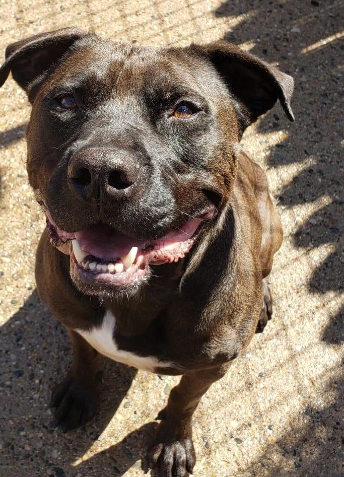 TATO- Needs foster/forever home!, a Adoptable mixed breed in Birmingham, MI image 4/5