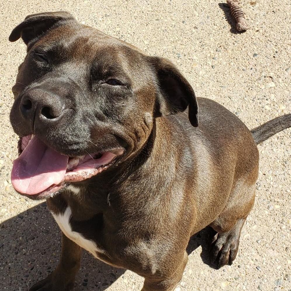 TATO- Needs foster/forever home!, a Adoptable mixed breed in Birmingham, MI image 2/5