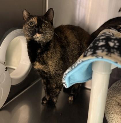 Stormy, ADOPTABLE, Adult Female Domestic Short Hair.