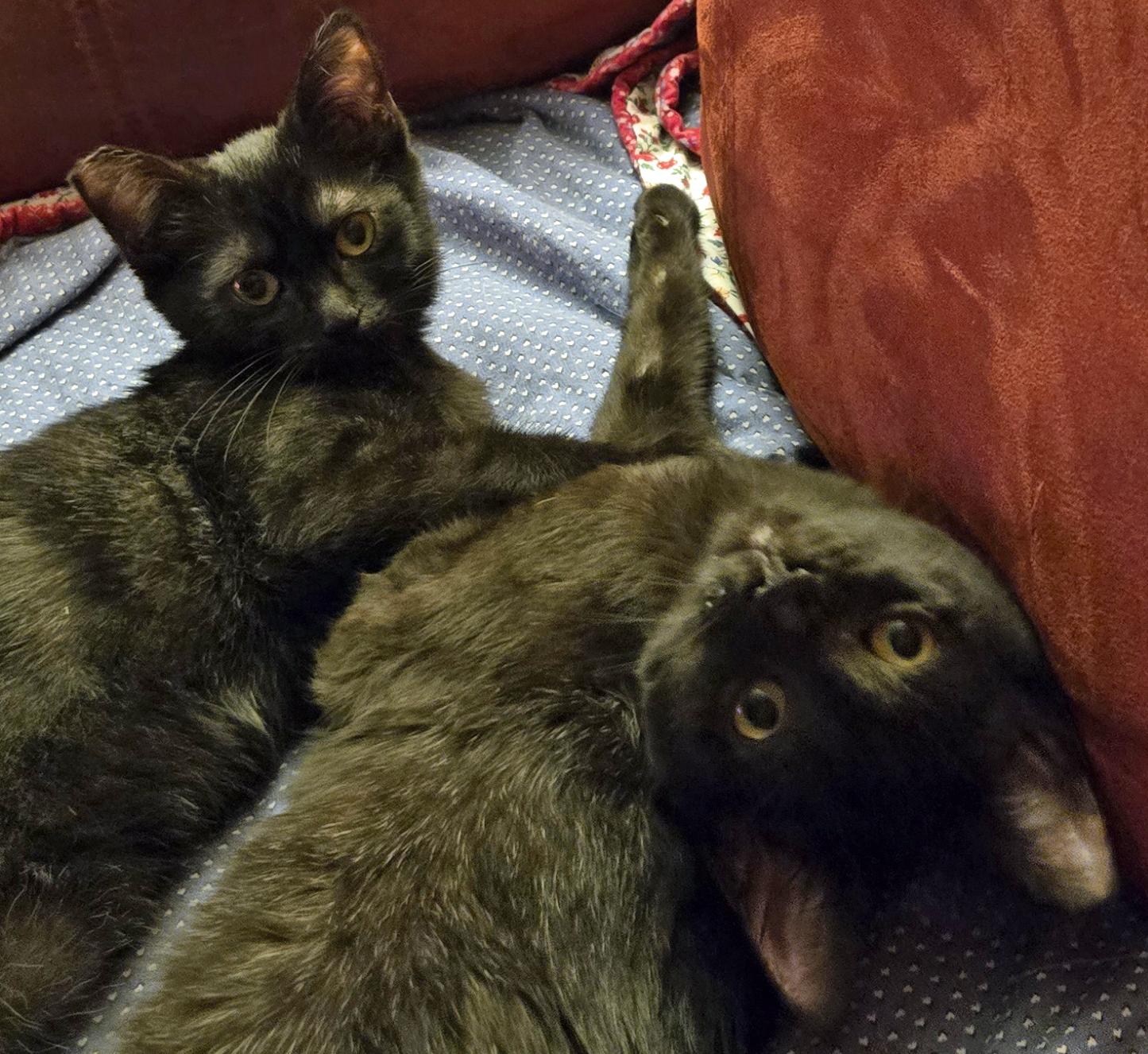 Leah, a Adopted Domestic Short Hair in Salem, OR image 2/5