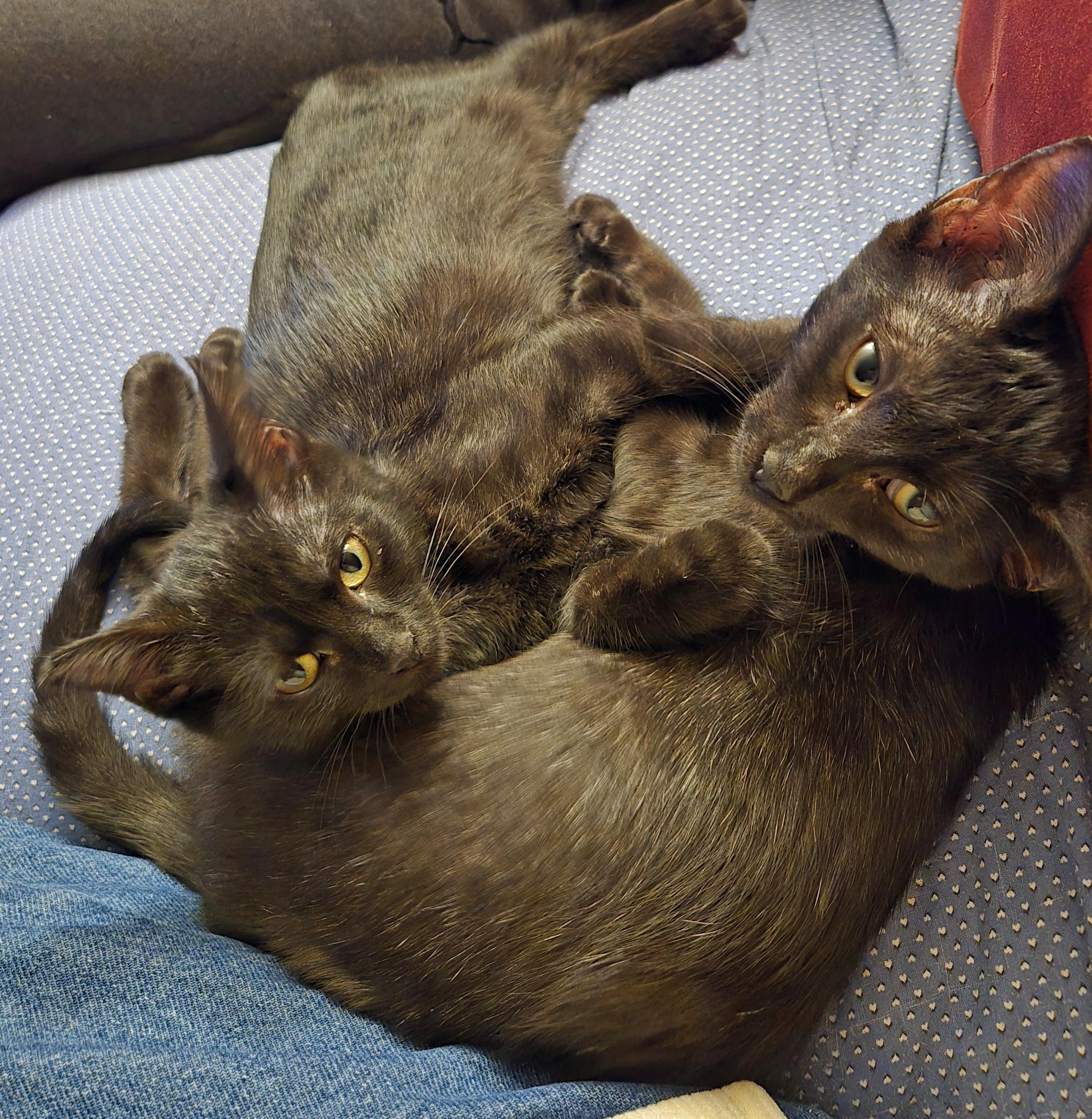 Leah, a Adopted Domestic Short Hair in Salem, OR image 4/5