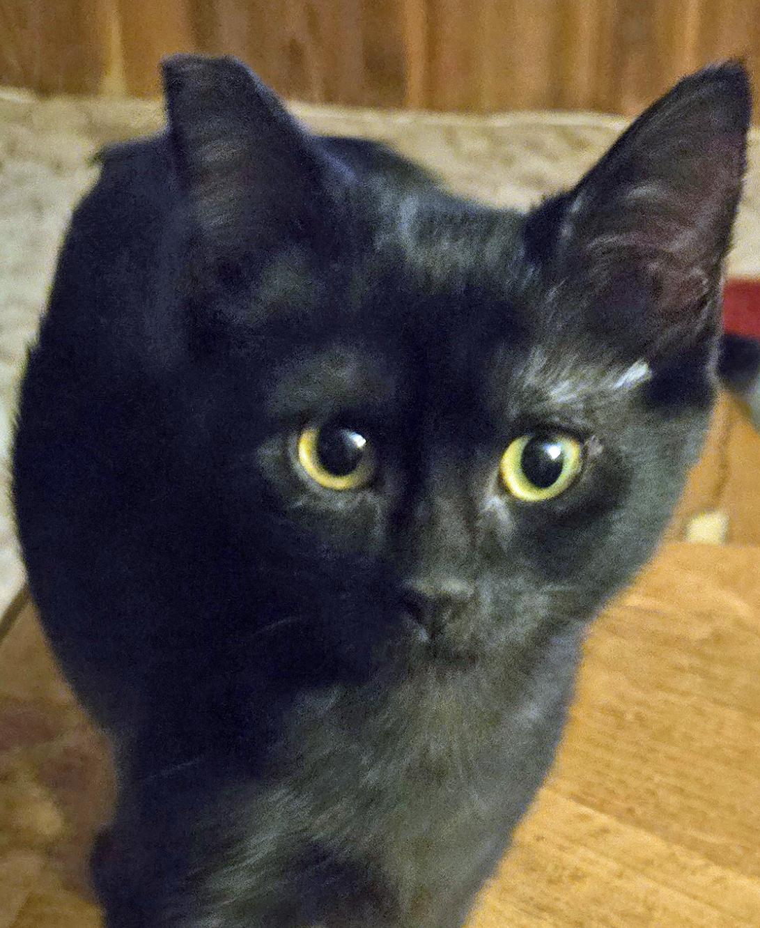 Leah, Adopted, Kitten Female Domestic Short Hair.