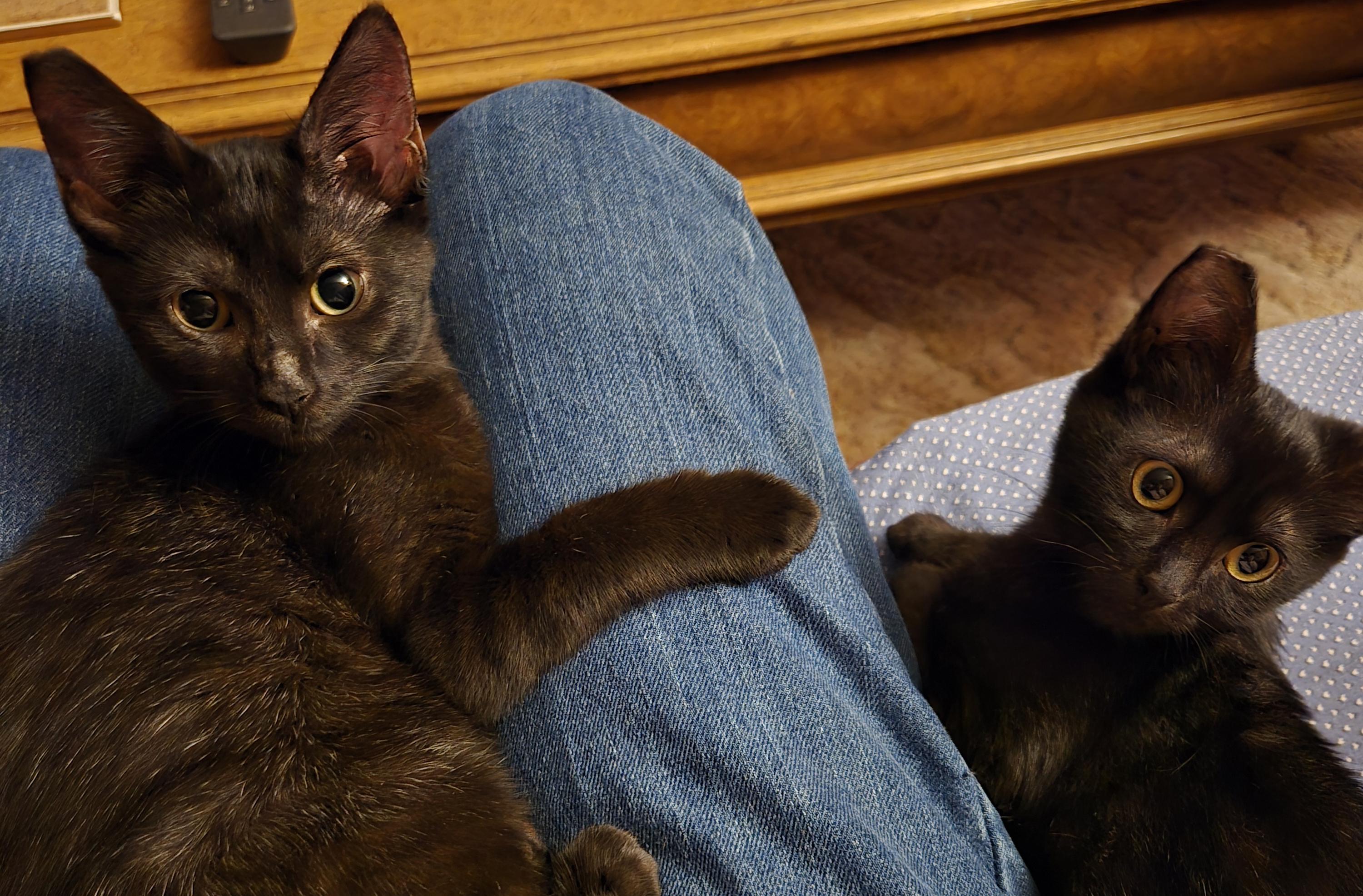 Leah, a Adopted Domestic Short Hair in Salem, OR image 5/5