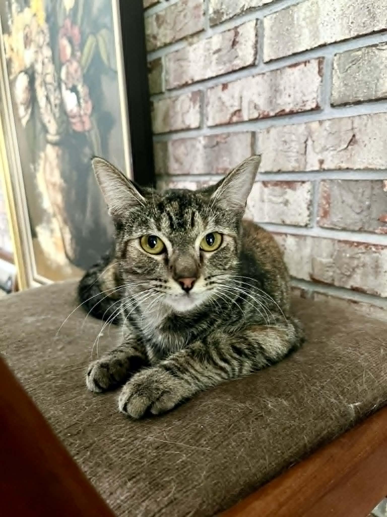 Enlarge Flutter, a Adoptable Tabby in Gulfport, MS image 5/6