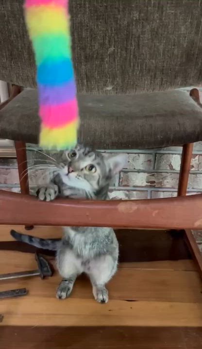 Enlarge Flutter, a Adoptable Tabby in Gulfport, MS video 6/6