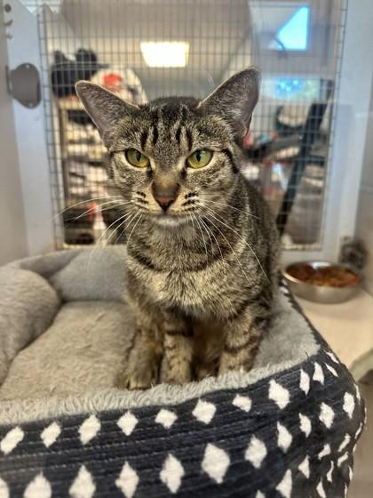 Peggy, Adoptable, Kitten Female Domestic Short Hair & Domestic Short Hair.