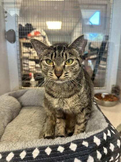 Enlarge Peggy, a Adoptable mixed breed in Palm Coast, FL image 2/2