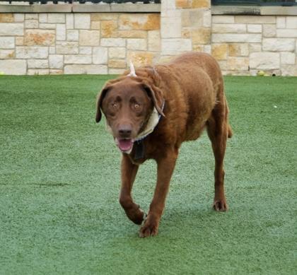 Enlarge Bear, a Adoptable mixed breed in North Richland Hills, TX image 1/3