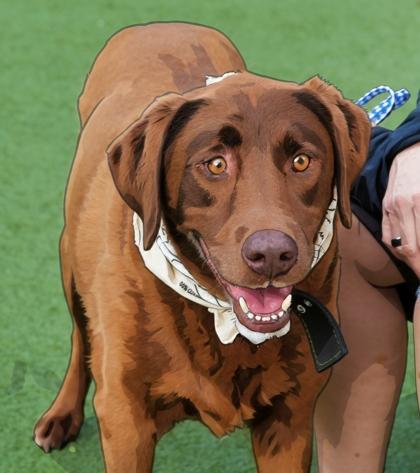 Enlarge Bear, a Adoptable mixed breed in North Richland Hills, TX image 2/3