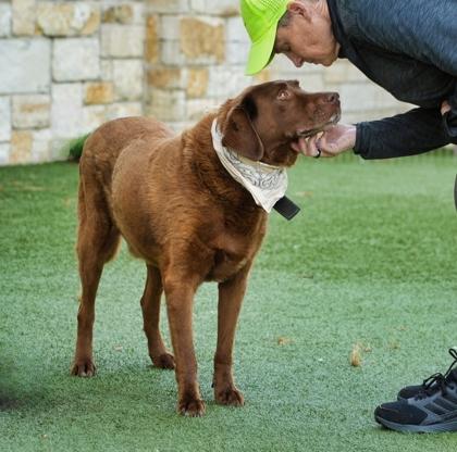 Bear, a Adoptable mixed breed in North Richland Hills, TX image 3/3
