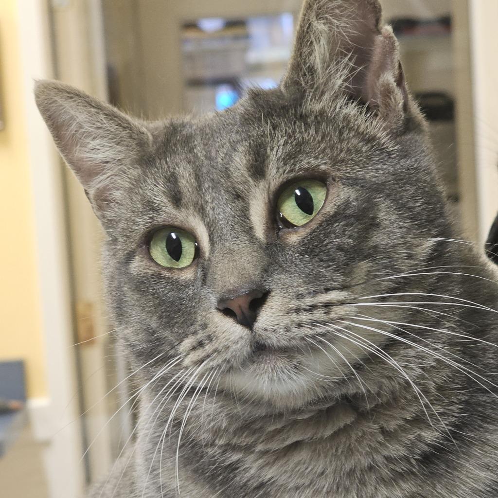 Enlarge Marge, a Adoptable mixed breed in Eastsound, WA image 3/3