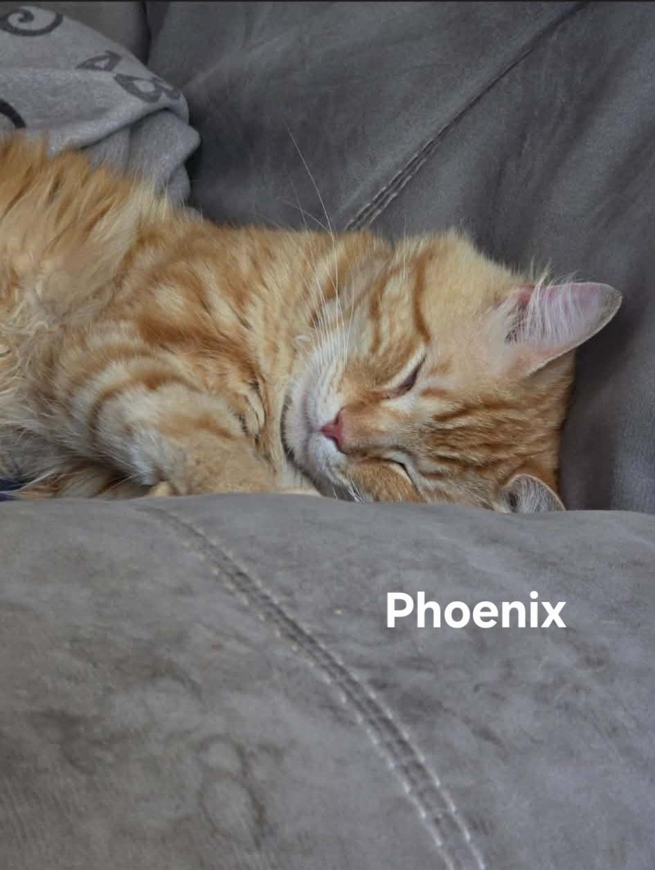 Phoenix, an adopted Domestic Long Hair in Chicopee, MA image 2/4