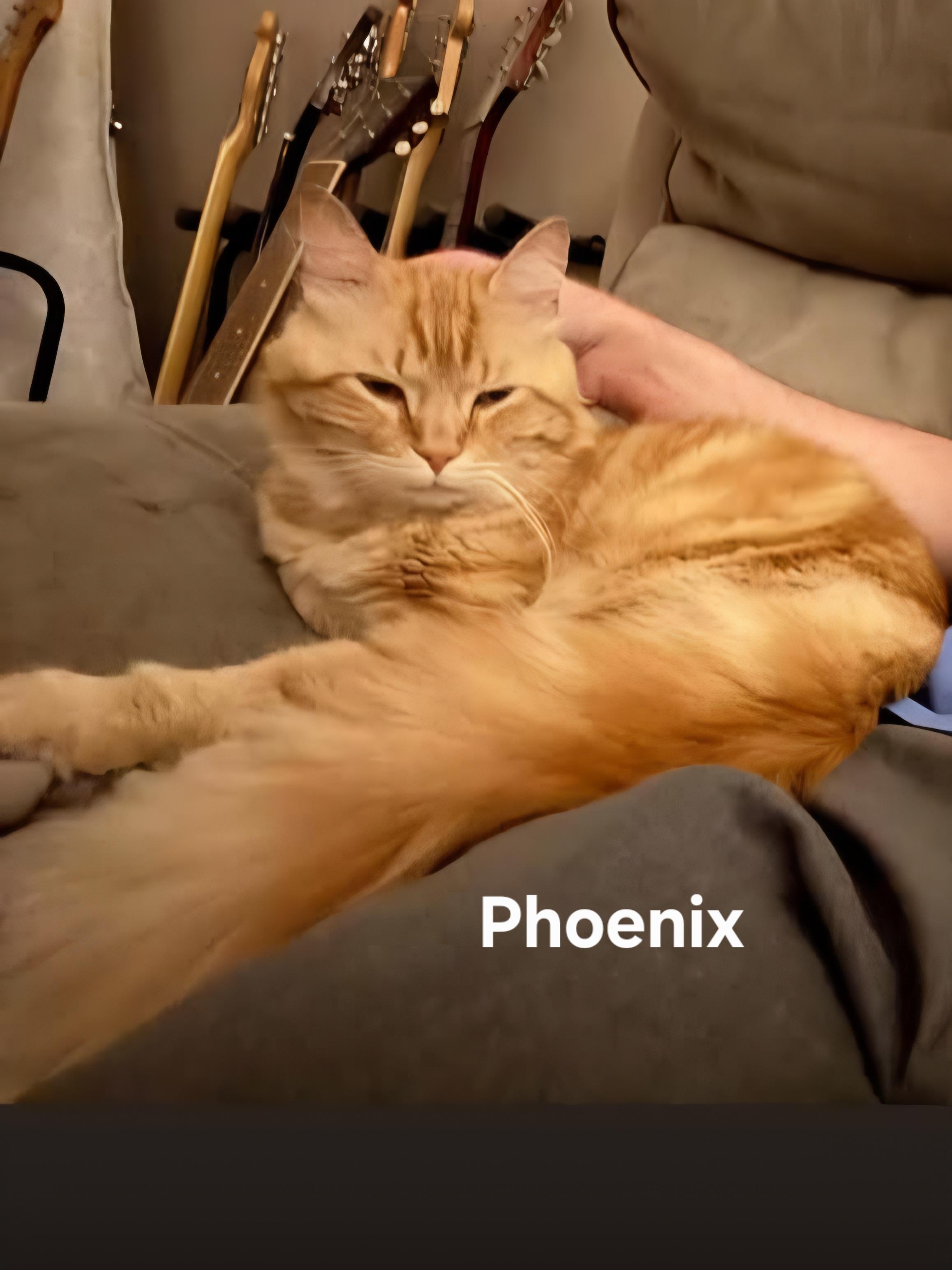 Phoenix, adopted, Adult Male Domestic Long Hair.