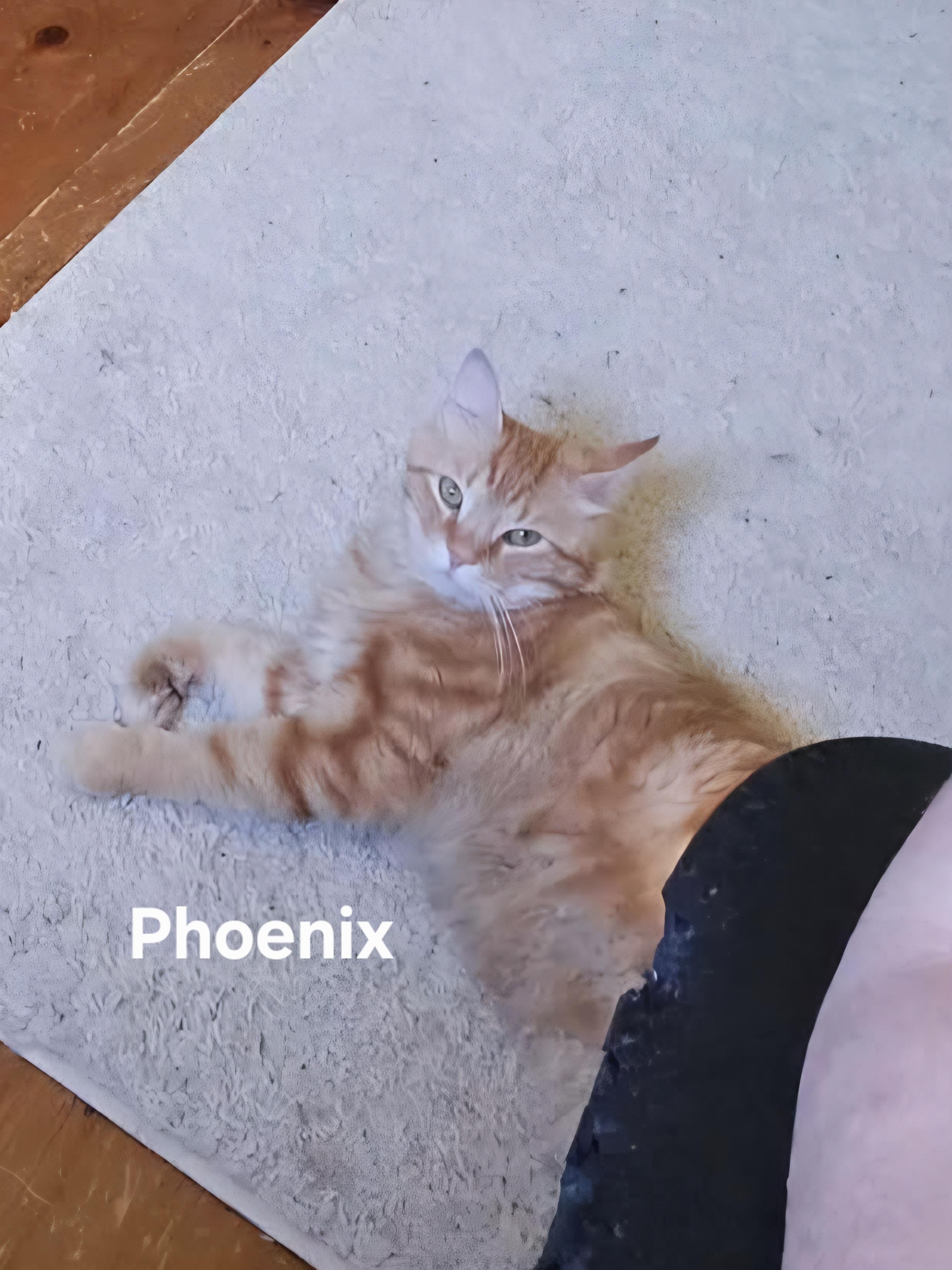 Phoenix, an adopted Domestic Long Hair in Chicopee, MA image 4/4